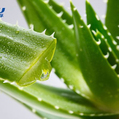 Aloe Vera Gel Freeze-Dried Powder  High-Purity Botanical Ingredient | Food & Cosmetic Grade Aloe Powder  Factory Supply & Wholesale